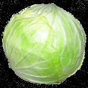 Cabbage