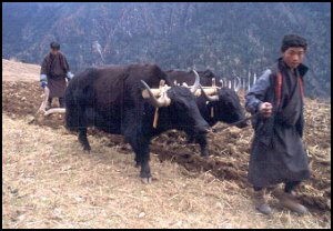 Agricultural College build - youngsters learn how to herd cattle.